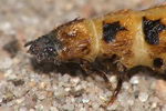 Malacogaster passerinii Weibchen