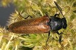 Phyllocerus elateroides