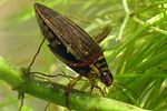 acilius-canaliculatus-female2-foto-koehler
