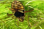 acilius-canaliculatus-female3-foto-koehler