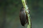 acilius-canaliculatus-female6-foto-koehler