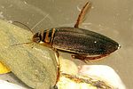 acilius-canaliculatus-foto-dvorak
