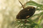 acilius-canaliculatus-foto-faasen