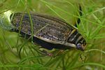 acilius-sulcatus-female-foto-faasen