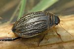acilius-sulcatus-foto-zimmermann