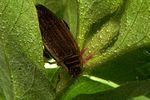 acilius-sulcatus2-foto-koehler