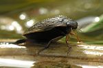 acilius-sulcatus2-foto-zimmermann