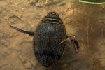 acilius-sulcatus4-foto-koehler
