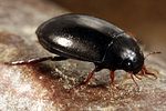 agabus-affinis2-foto-koehler