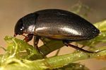 agabus-congener2-foto-koehler
