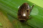 agabus-nebulosus-foto-koehler