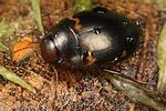 agabus-undulatus2-foto-koehler