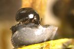 agathidium-rotundatum-foto-hmueller