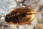 anacaena-bipustulata-foto-altmann