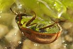 anacaena-bipustulata2-foto-altmann
