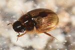 anacaena-bipustulata3-foto-altmann
