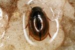 anacaena-globulus-foto-altmann