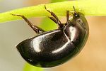 anacaena-globulus-foto-dvorak