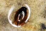 anacaena-globulus2-foto-altmann