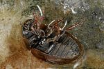 anacaena-globulus3-foto-altmann