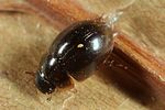 anacaena-globulus5-foto-altmann
