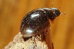 anacaena-globulus6-foto-altmann