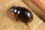 anacaena-globulus7-foto-altmann