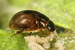 anacaena-limbata-foto-faasen