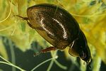 anacaena-lutescens-foto-dvorak