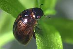 anacaena-lutescens-foto-faasen