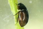 anacaena-lutescens2-foto-dvorak