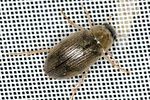 berosus-frontifoveatus-foto-keresztes