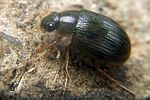 berosus-luridus3-foto-koehler