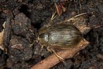 berosus-signaticollis-foto-jas