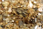 brychius-elevatus-foto-koehler