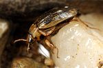 brychius-elevatus2-foto-koehler