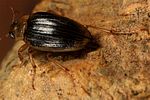 brychius-elevatus3-foto-koehler