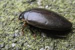 colymbetes-fuscus-foto-doornaert