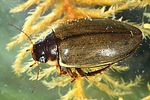 colymbetes-fuscus-foto-dvorak