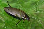 colymbetes-fuscus-foto-faasen