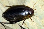colymbetes-fuscus-foto-jacinto