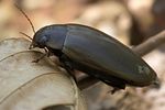 colymbetes-fuscus-foto-kammel