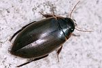 colymbetes-fuscus-foto-keresztes