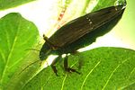 colymbetes-fuscus-foto-koehler