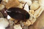 colymbetes-fuscus-foto-rodenkirchen