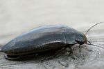 colymbetes-fuscus-foto-vikhrev