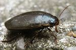 colymbetes-fuscus2-foto-doornaert