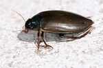 colymbetes-fuscus2-foto-keresztes