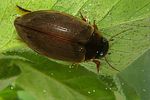 colymbetes-fuscus2-foto-koehler