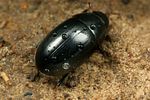 cymbiodyta-marginella2-foto-koehler